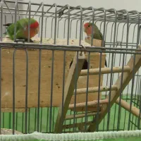 کوتوله برزیلی  مولد