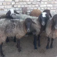 میش شیشک توقولی