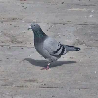 عراق پرینت دار