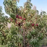 باغ نقلی با سند رسمی|فروش زمین و ملک کلنگی|قزوین, |دیوار