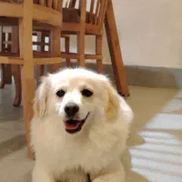 پت (سگ) خونگی اشپیتز