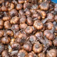 سیر ترشی و انواع زیتون|خوردنی و آشامیدنی|چورزق, |دیوار