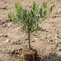 نهال زیتون اصل و مقاوم ، قیمت استثنایی