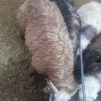 فروش بره نر