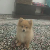 پامر خرسی|سگ|مشهد, فاطمیه|دیوار