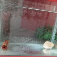 آکواریوم رو میزی