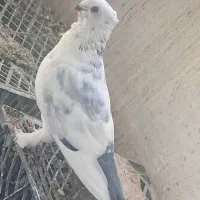 قرمز گوز لوتی نوک ریز|پرنده|سیه رود, |دیوار