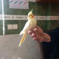 عروس هلندی جفت نروماده دستی  هستن
