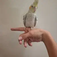 عروس هلندی دستی بالغ|پرنده|شاهدشهر, |دیوار