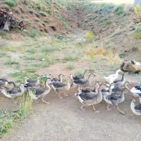 قوغاز آفریقایی و جوجه ی قوغاز غاز