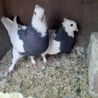 کفتر|پرنده|جرقویه, |دیوار