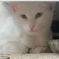 گربه