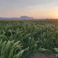 فروش زمین/ملکی/دریا