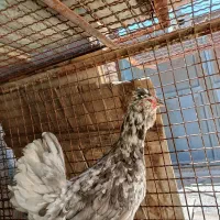 تخم نطفه دار گلین طوسی و سفید طوسی