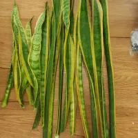 تعدادی برگ سانسوریا طلایی