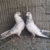 کبوتر تیرماهی