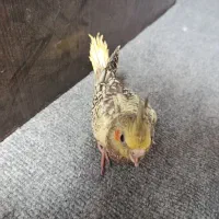 توجه قیمت شکن««عروس هلندی دستی دانخور لوتینو|پرنده|گرگان, |دیوار