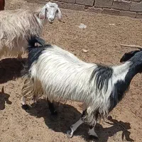 بز با کهر 35
