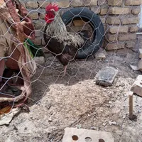 خروس سیاه گشتی