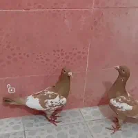 کارل ملیولمنزمسافتی زاصیل