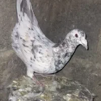 کبوتر جوجه قهوه ای پلاکی ذات سرور|پرنده|شیراز, شهرک جماران|دیوار