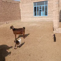 بزشیری جوان|حیوانات مزرعه|لیلان, |دیوار