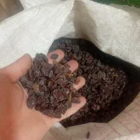 کشمش سرکه ای تمیز و یکدست کیفیت لاکچری