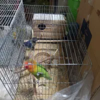 ۲جفت طوطی برزیلی روی تخم و جوجه|پرنده|اندیشه, اندیشه فاز ۱|دیوار