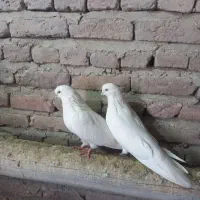 کبوتر سفید|پرنده|چهاربرج, |دیوار