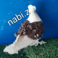 کبوتر زینتی جکسون ،بخارا، شامپیون، چتری، ازبک|پرنده|تهران, آرژانتین|دیوار