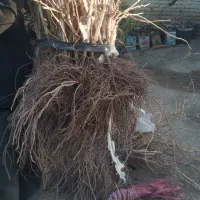 عنوان نهال های ایرانی وخارجی موجود ‌میباشد|خدمات باغبانی و درختکاری|ارومیه, |دیوار