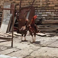 مرغ و خروس لاری