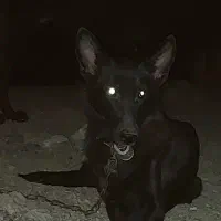 سگ ژرمن بلک ارزون قیمت|سگ|بندرعباس, |دیوار