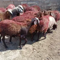 کاور توقلی میش شیره دار|حیوانات مزرعه|مشهد, شهرک شهید باهنر|دیوار