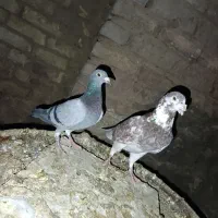 کبوتر آلمانی نر و ماده وجوجه
