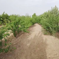 باغ|فروش زمین و ملک کلنگی|چهاردانگه (تهران), |دیوار