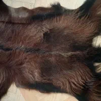 پوست گاو گوساله