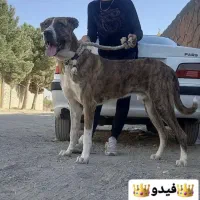 واگذاری سگ خراسانی سرابی