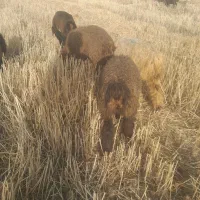 بره نر وماده