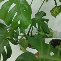 گل برگ انجیری ودیفن