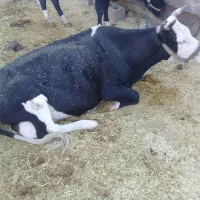 دو عدد گاو و گوساله