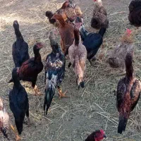مرغ و خروس لاری|حیوانات مزرعه|قره ضیاالدین, |دیوار