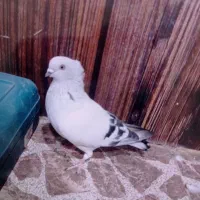 نر شامی کاکولی