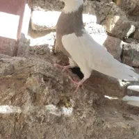 تعدادی طوق سیاه و سرکه ای|پرنده|کوهبنان, |دیوار