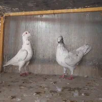 کفتر نوک ریز زرد سبز  پشت دار  سرور|پرنده|نسیم‌شهر, |دیوار