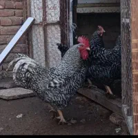 خروس پلیموت راک اصل