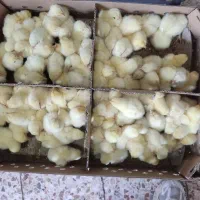 جوجه گوشتی راس