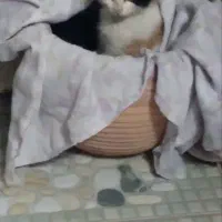 گربه خشوک خونگی