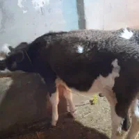 گاو سیمینتال|حیوانات مزرعه|گرمی, |دیوار