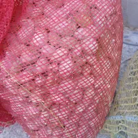 غده ی پیاز